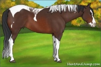 Horse Color:Bay Sabino Splash Tobiano