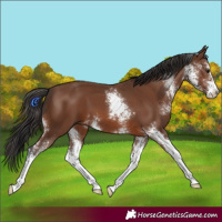 Horse Color:Brown Sabino 