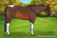 Horse Color:Bay Sabino Tobiano 