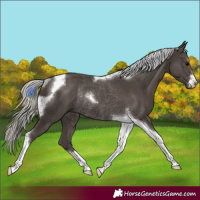 Horse Color:Silver Black Tobiano Rabicano 