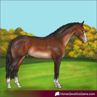 Horse Color:Brown Appaloosa 