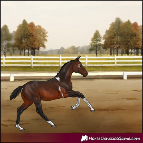 Horse Color:Gray Bay Tobiano 