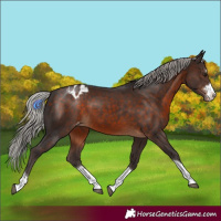 Horse Color:Silver Brown Varnish 