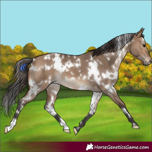 Horse Color:White Spotted Brown Dun 