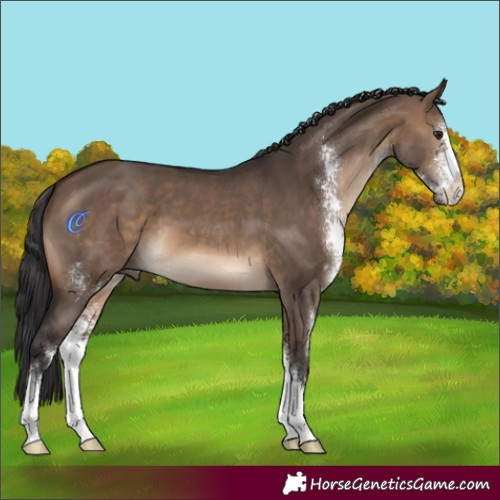 Horse Color:Brown Dun Sabino 