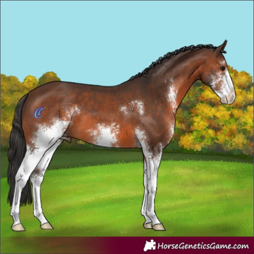 Horse Color:Brown Sabino 