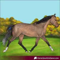 Horse Color:Brown Dun