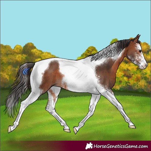 Horse Color:Bay Sabino Tobiano