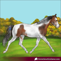 Horse Color:Bay Sabino Tobiano 