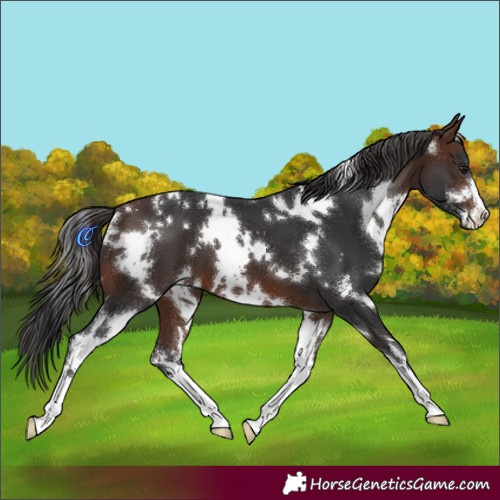 Horse Color:White Spotted Brown 