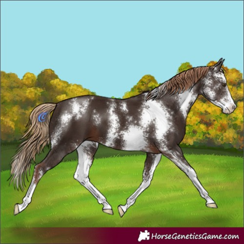 Horse Color:Liver Chestnut Sabino 