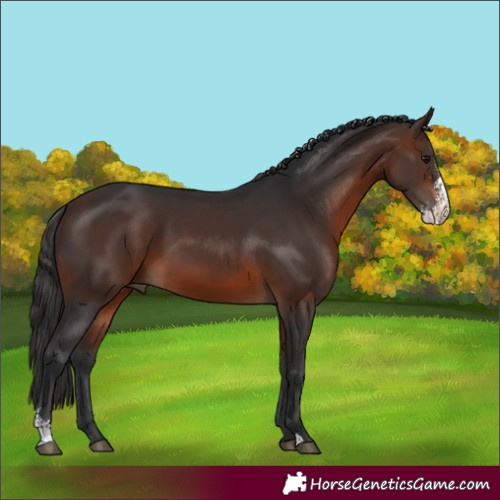 Horse Color:Brown Sabino