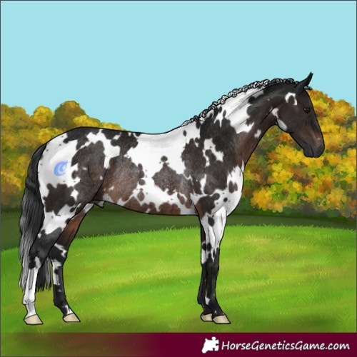 Horse Color:Gray White Spotted Brown Rabicano 