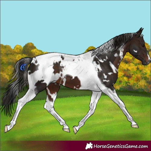Horse Color:Gray White Spotted Bay Tobiano 