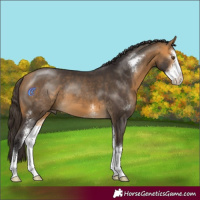 Horse Color:Buckskin Sabino