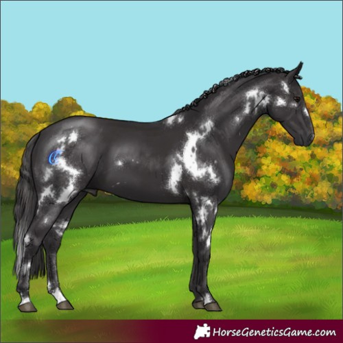 Horse Color:White Spotted Smoky Black 