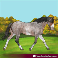 Horse Color:White Spotted Brown Roan Frame 