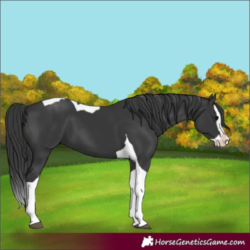 Horse Color:Black Splash Tobiano 