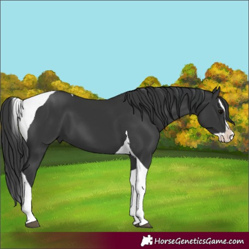 Horse Color:Black Splash Tobiano 