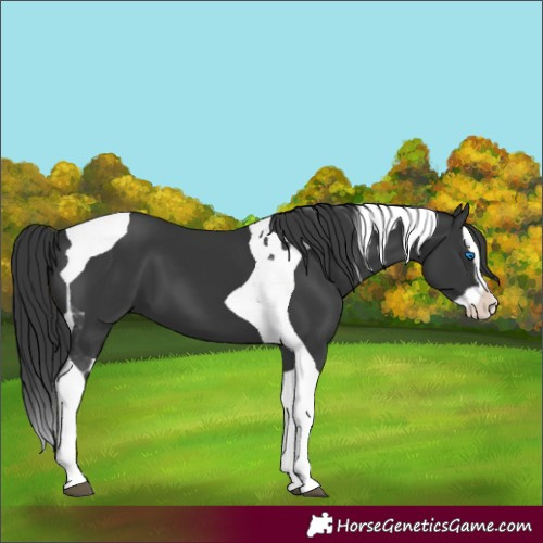 Horse Color:Black Splash Tobiano 