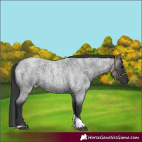 Horse Color:Blue Roan Tobiano