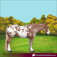 Horse Color:White Spotted Chestnut Frame Appaloosa