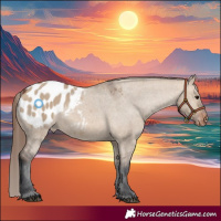 Horse Color:Brown Dun Appaloosa 