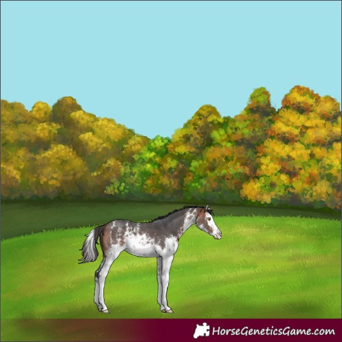 Horse Color:White Spotted Bay Sabino Splash Rabicano 