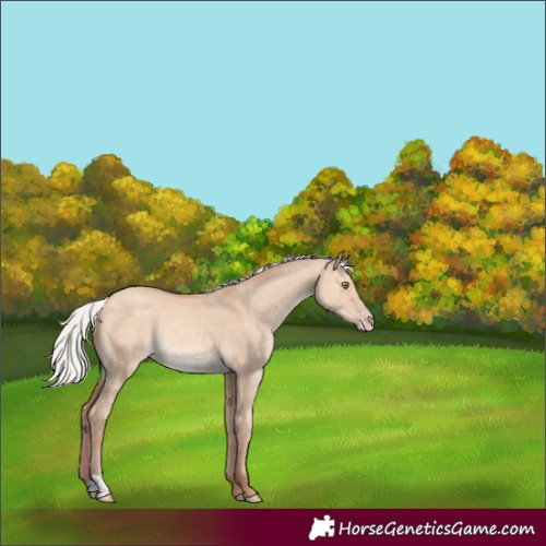 Horse Color:Silver Amber Champagne Dun Rabicano 