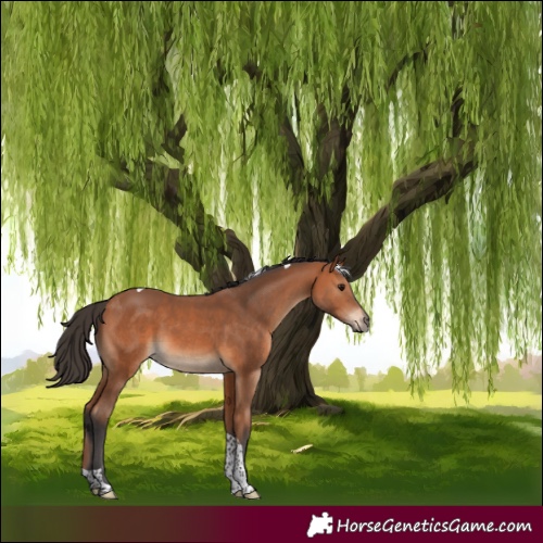 Horse Color:Bay Tobiano 