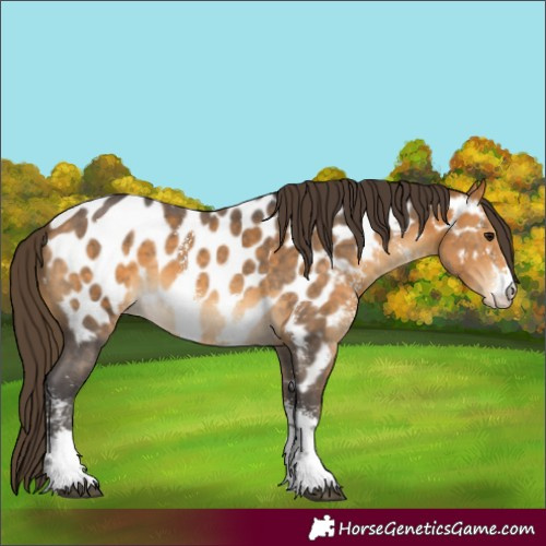 Horse Color:Buckskin Sabino Appaloosa 