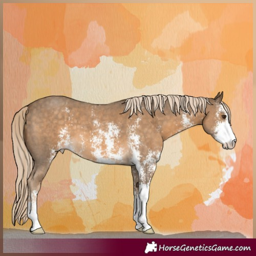 Horse Color:Chocolate Palomino Sabino 