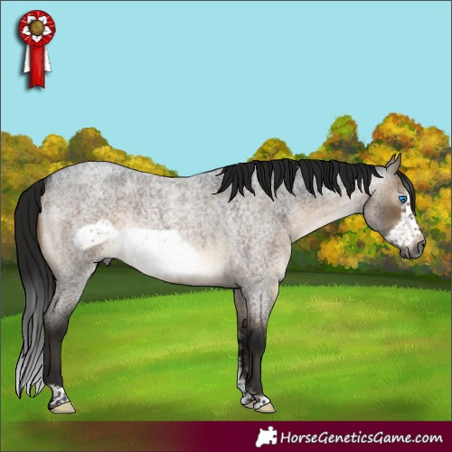 Horse Color:Gray Brown Roan Dun Sabino Frame Rabicano 