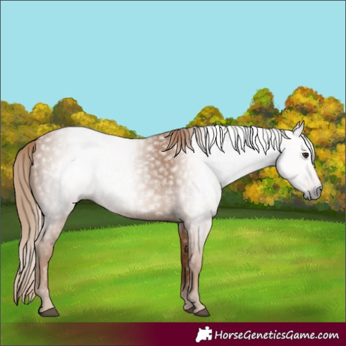 Horse Color:Gray Chestnut 