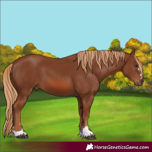 Horse Color:Unknown 