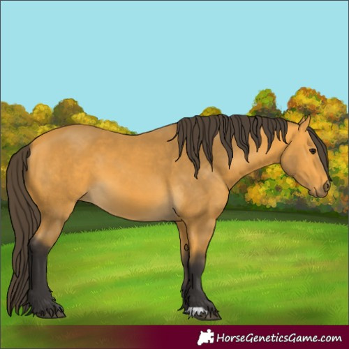 Horse Color:Buckskin 