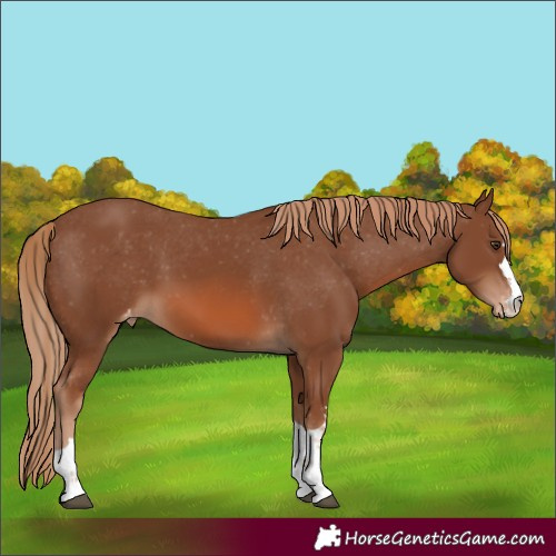 Horse Color:Unknown 