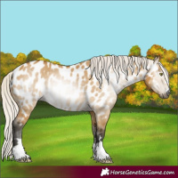 Horse Color:Gray Silver Buckskin Dun Appaloosa Rabicano 