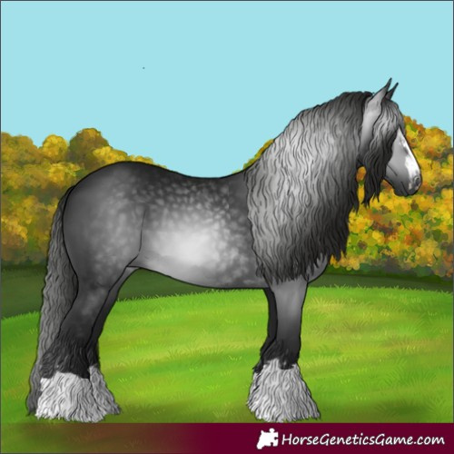 Horse Color:Gray Black
