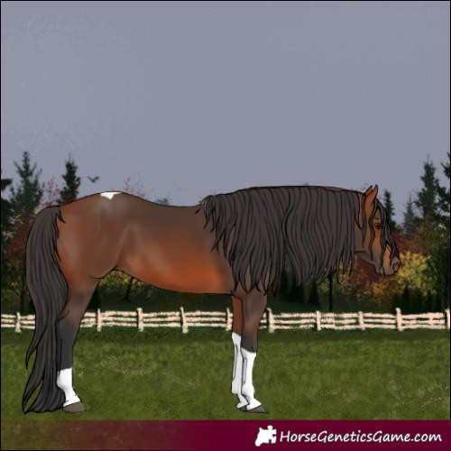 Horse Color:Bay Tobiano Rabicano
