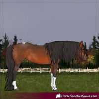 Horse Color:Bay Tobiano Rabicano 