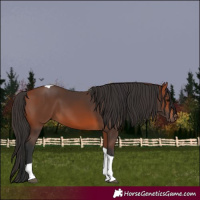 Horse Color:Bay Tobiano Rabicano