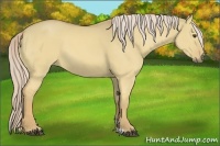 Horse Color:Palomino Dun 