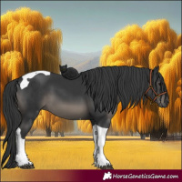 Horse Color:Black Tobiano 