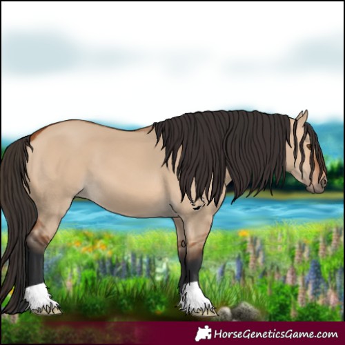 Horse Color:Bay Dun 