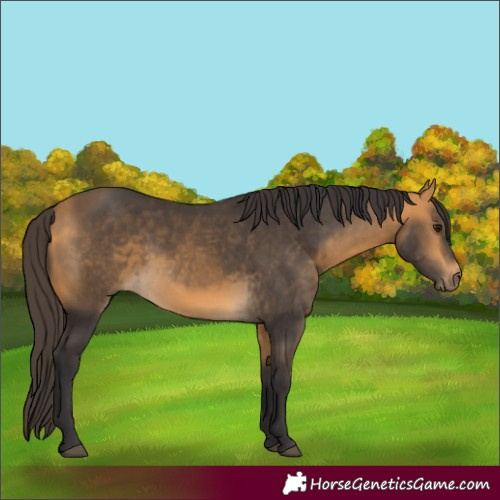 Horse Color:Buckskin