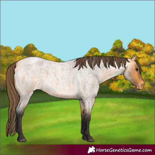 Horse Color:Buckskin Roan Appaloosa 