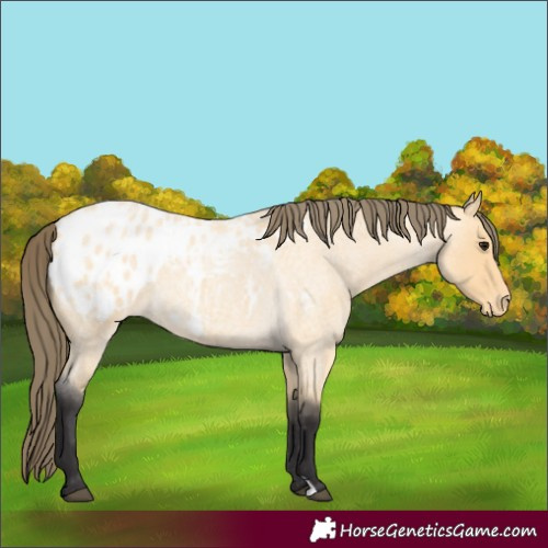 Horse Color:Buckskin Roan Appaloosa 