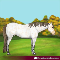 Horse Color:Buckskin Roan Appaloosa
