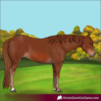 Horse Color:Chestnut 